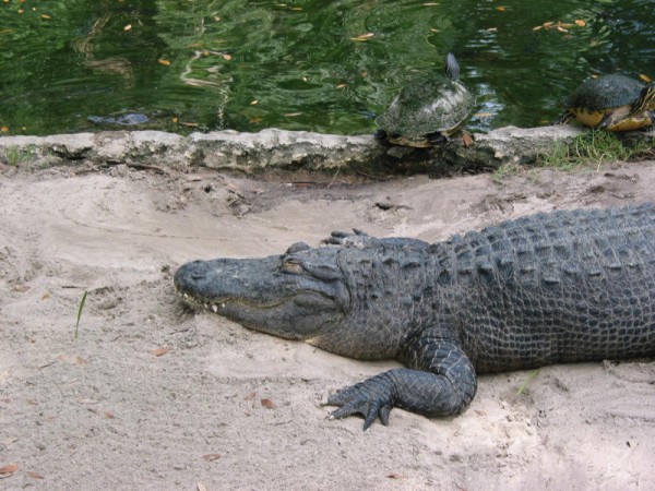 Click for the original image