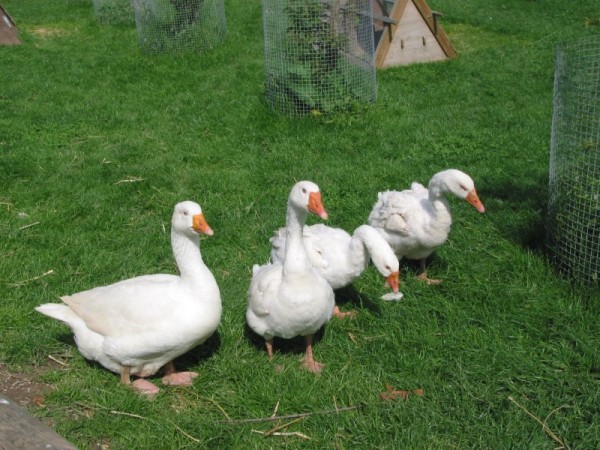 Click for the original image